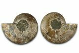 Cut & Polished Crystal-Filled Ammonite Fossil - Madagascar #359543-1